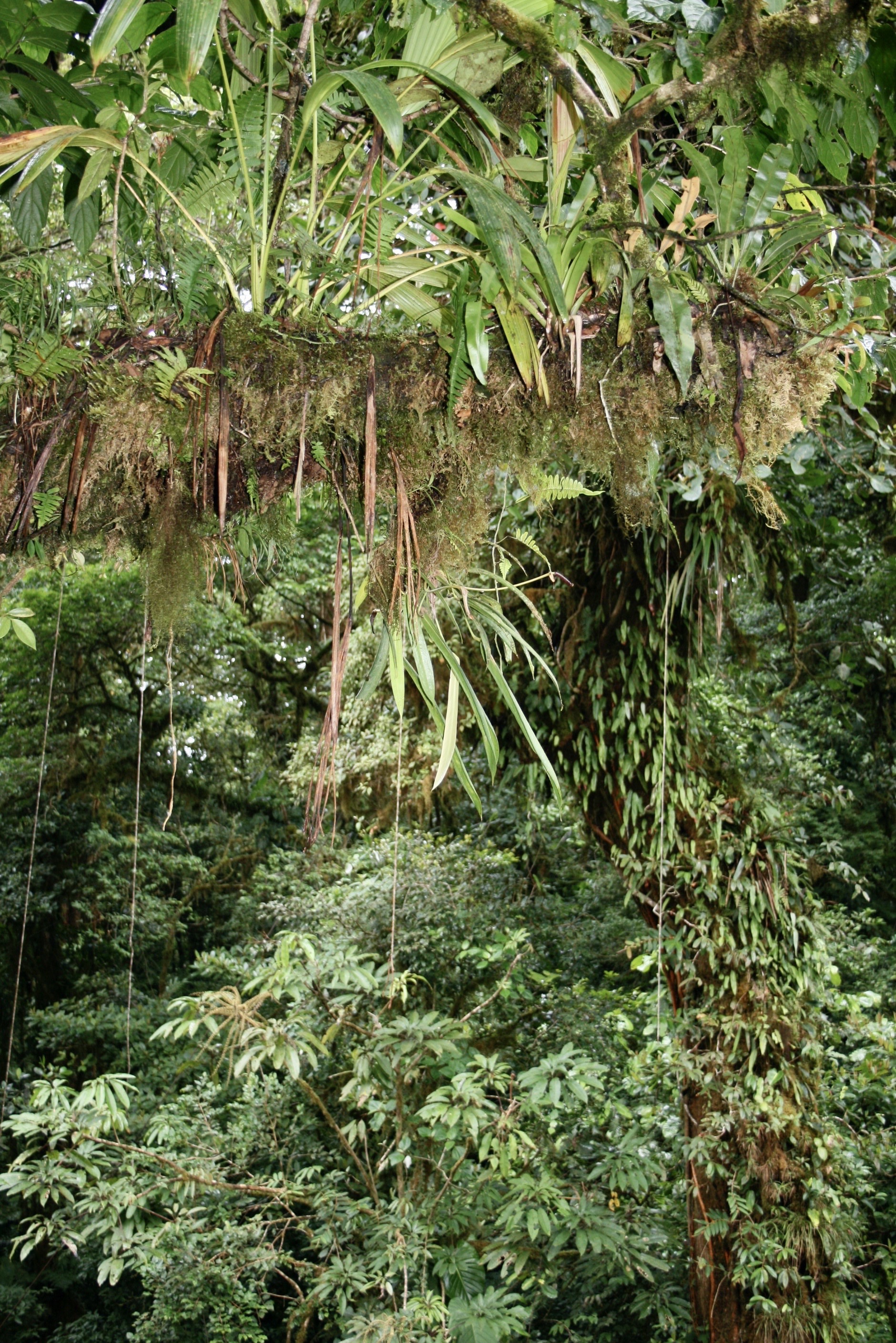 Options de location au Costa Rica — GPS, conducteurs, sièges & lignes cachées