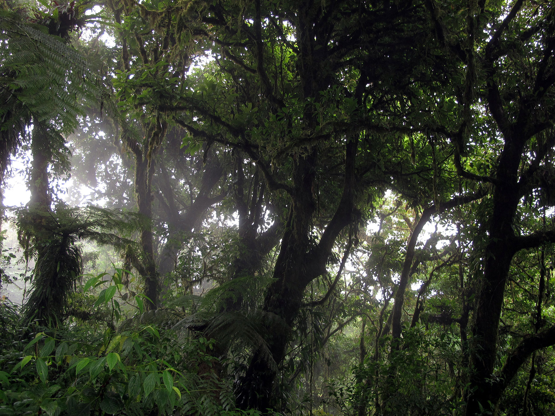 Route de montagne escarpée à travers la forêt de nuages au Costa Rica