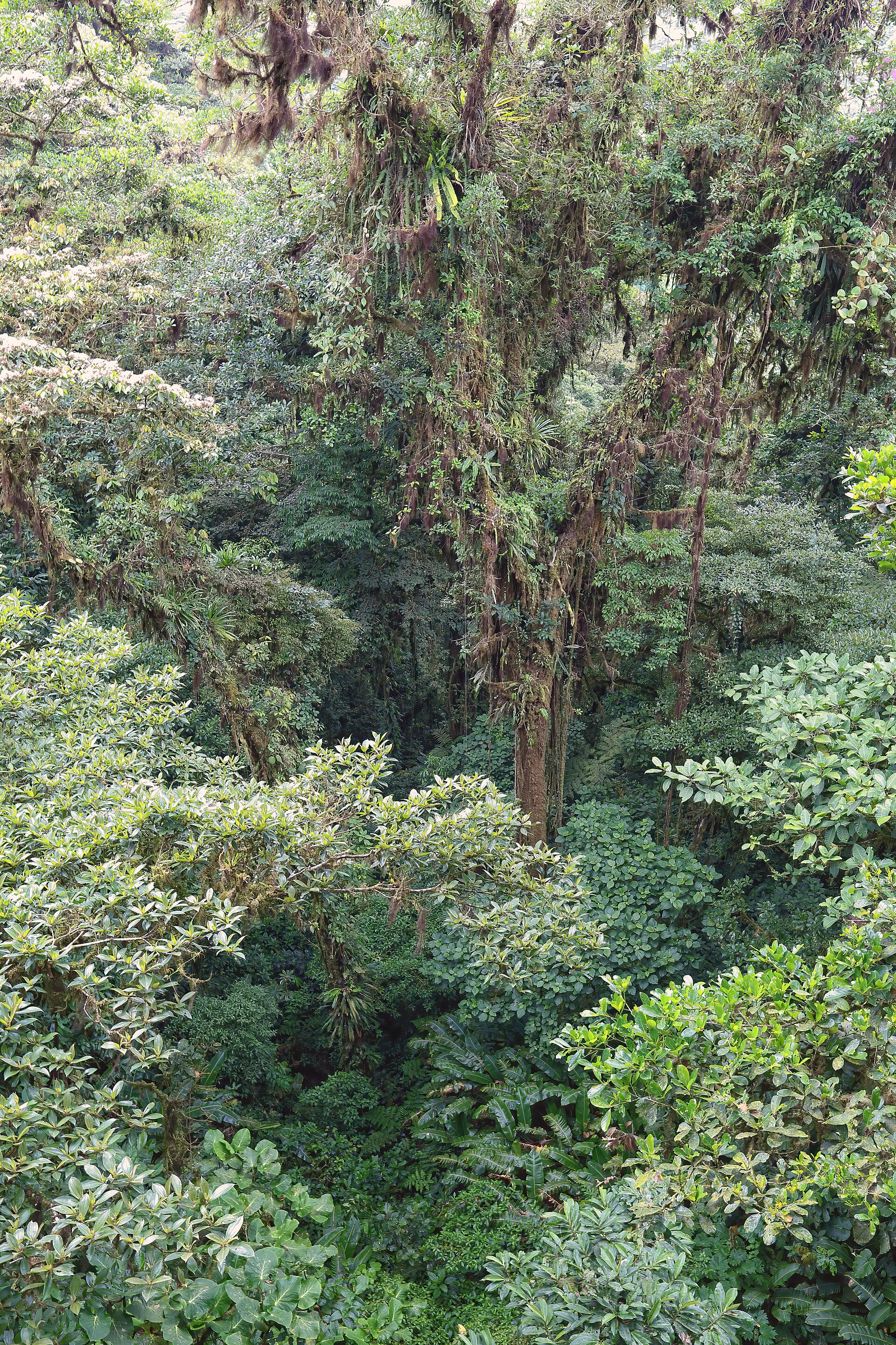 Monteverde cloud forest canopy in Costa Rica